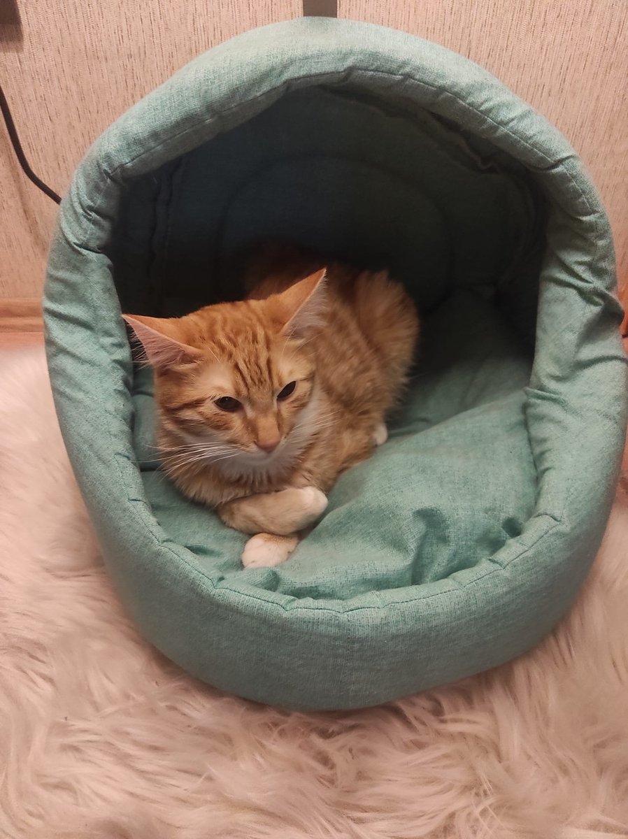 FipTarco's tweet photo. İyi günler, artık iyileşmeye karar verdim.😼 https://t.co/1Tl19RvcLG