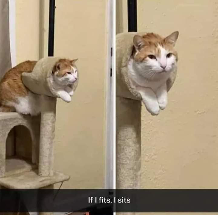 Unusual Cats (@unusual_cats) on Twitter photo 
