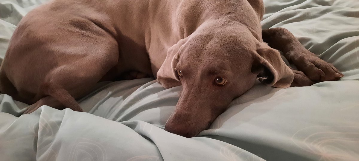vonborr's tweet photo. Happy 6th birthday to this beauty Bella so lucky we found her @WeimaranerResc #weimaraner #perfectpooch https://t.co/o4bngYpG29