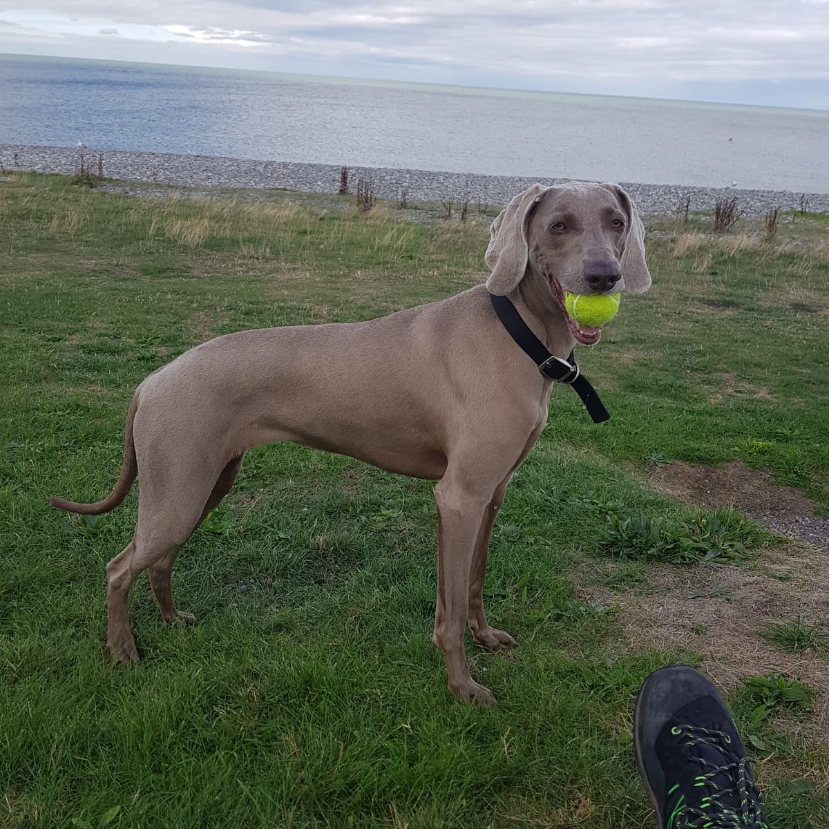 vonborr's tweet photo. Happy 6th birthday to this beauty Bella so lucky we found her @WeimaranerResc #weimaraner #perfectpooch https://t.co/o4bngYpG29