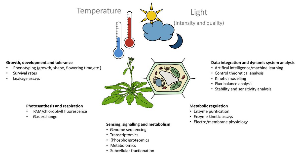 How do photosynthesis and carbohydrate metabolism restabilize after temperature changes? Temperature-induced dynamics of plant carbohydrate metabolism bit.ly/33dYJA7  <a href="/cell_biomaths/">Thomas Naegele</a> <a href="/LMU_Muenchen/">Universität München</a> #plantsci #plantscience #photosynthesis #temperaturestress