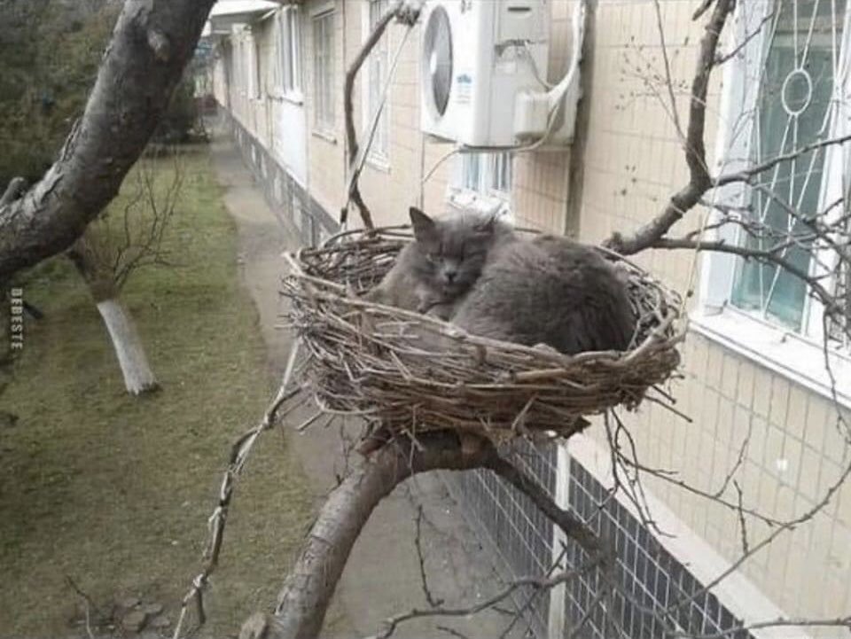 schweizok2's tweet photo. Kennt jemand diese Vogelart 🤔
Netzfund https://t.co/562BfcN8UT