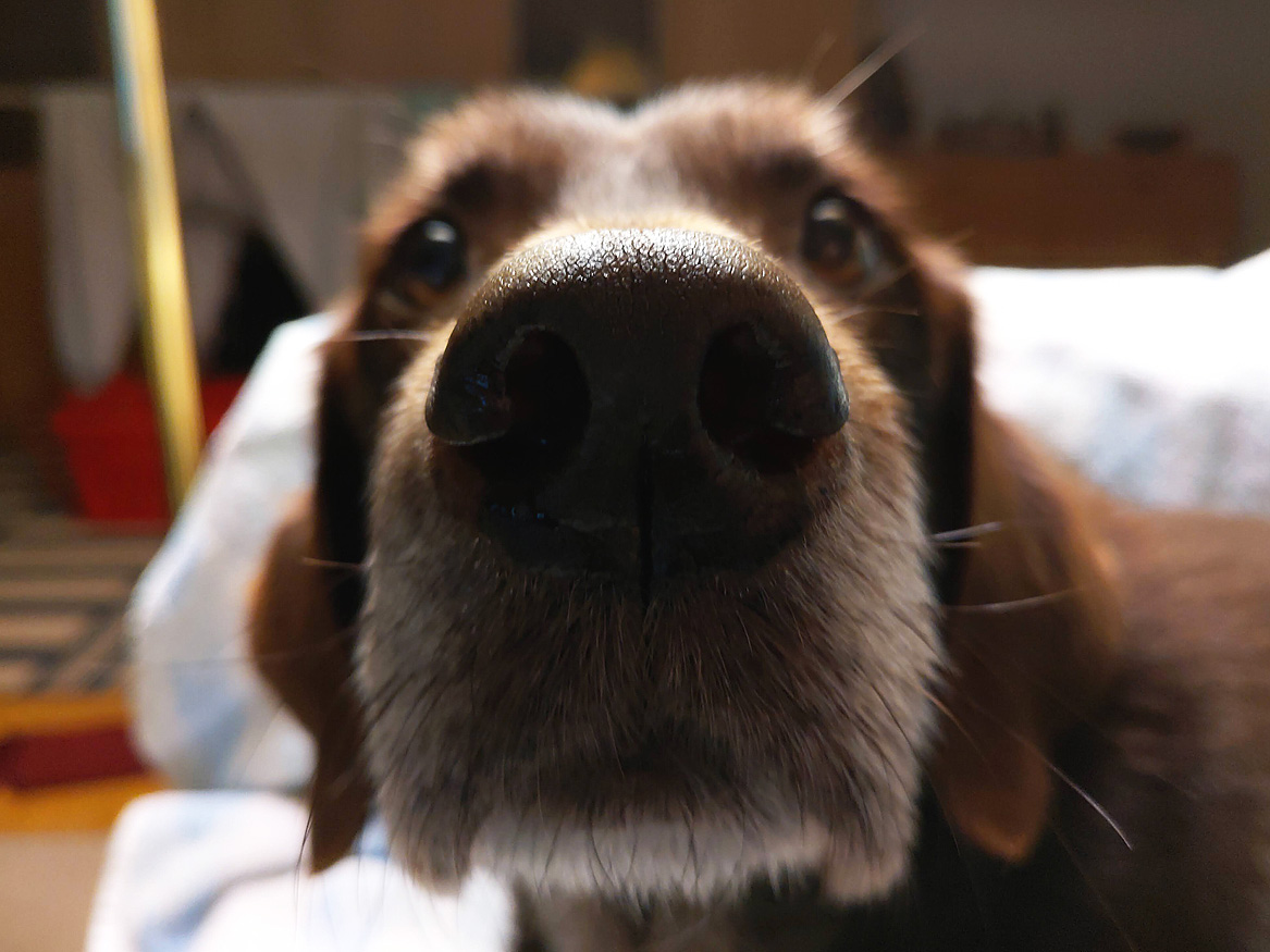 Guys, our good friend Babydog @SquirrelzSilly has to go to the vet for dental surgery and a few other things today. He's such a sweet pup - let's send him a bunch of big boops for moral support and good luck! ❤️❤️
#dogsoftwitter #dogs