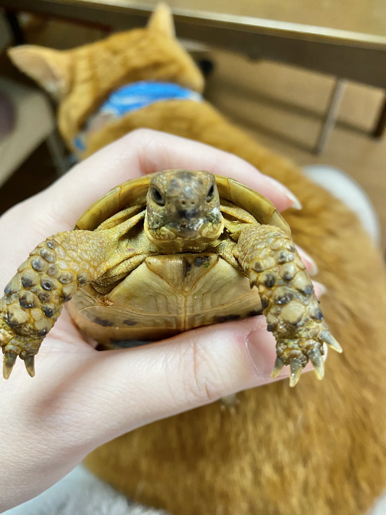 تويتر ねこ子 على تويتر 正面 ギリシャリクガメ リクガメ かめ 茶トラ 茶トラ白 T Co Qmo5hkkybm