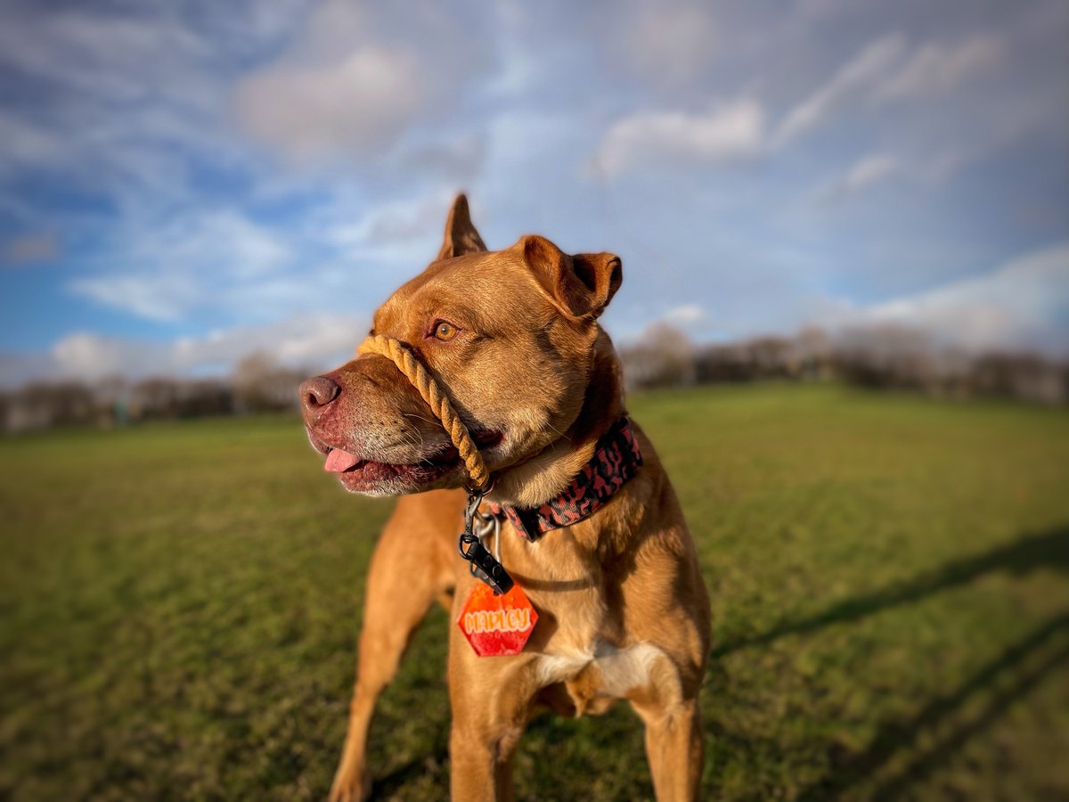 ✨phone pic✨

This turned out quite good considering it was taken on IPhone portrait mode. 

Outfit: 
Collar <a href="/Bullybillows/">BullyBillows</a> 
Tag <a href="/oandoresin/">O and O resin</a> (CODE: MARLEY10)

#twitterdogs #dogtwittercommunity #doge #dogsoftwitter #Dog #dogs #springst