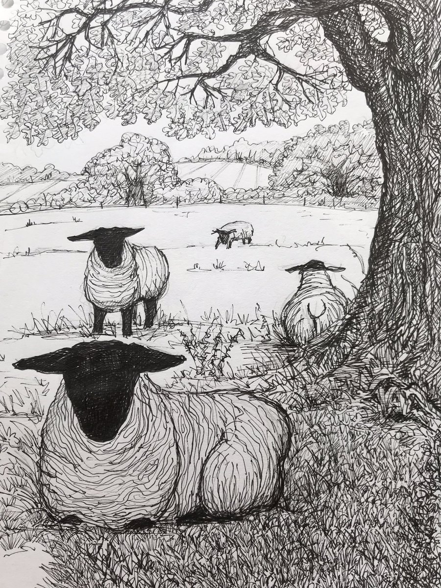 And Relax - Suffolk Sheep on the river Alde marshes at Blaxhall @susiehammondart #susiehammondart #sheep #suffolk #suffolksheep #suffolkcoast #suffolkartist #suffolklife #Countryside #artistineastanglia #eastanglianartist #inkpendrawing #artistontherise