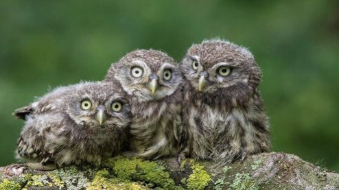 Good morning my dear friends💚💚 Have a nice Friday and a happy weekend💚☘️💚 ~Chop your own wood and it will warm you twice~ H.Ford📙🖋☘️