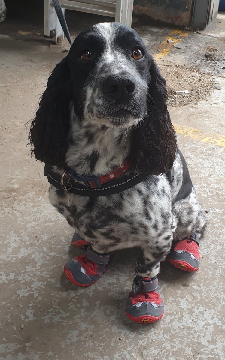 East Mids Fire Dog tweet media