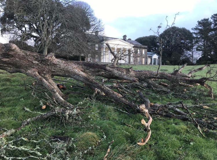 BBCCornwall's tweet image. Dozens of trees🌳have been destroyed @NTTrelissick due to #StormEunice &amp;amp; #StormFranklin 
Hear @CButlerBBC on Breakfast 📻with @ChurchfieldJE