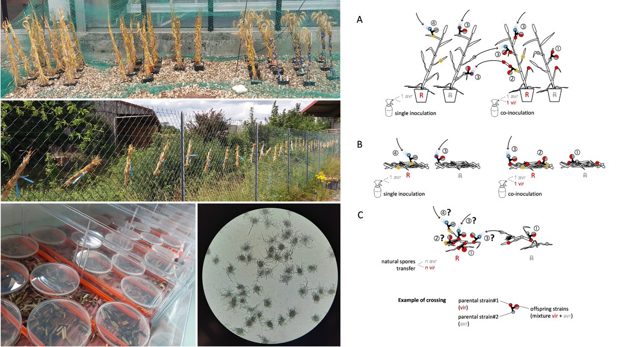 wheatpath's tweet photo. "Multiple scenarios for sexual crosses in #Zymoseptoria tritici on #wheat residues: potential consequences for virulence gene transmission" available @biorxivpreprint as output of #FSOV PERSIST &amp; Carolina Orellana-Torrejon's PhD @INRAE_Bioger @INRAE_ECOSYS
https://t.co/C1baiBXm2f https://t.co/AQxahWBMk5