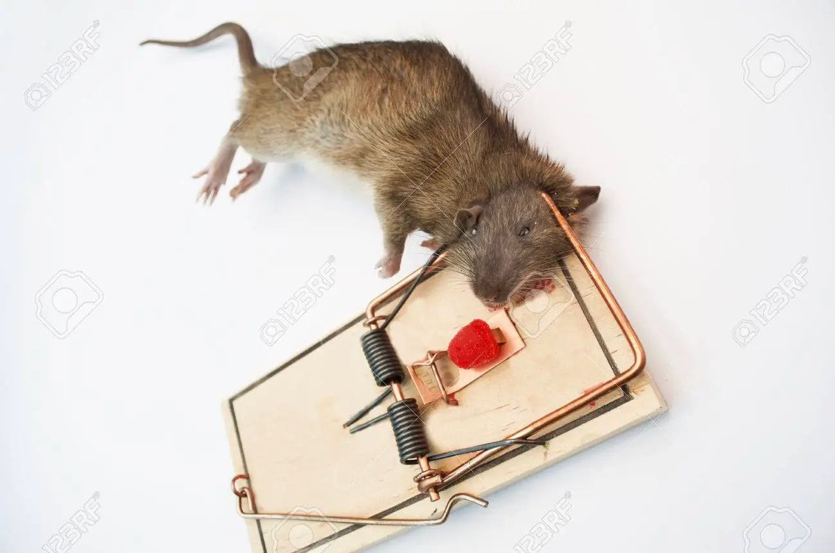 OCE Valorant News, Rumours, Trades and More tweet media