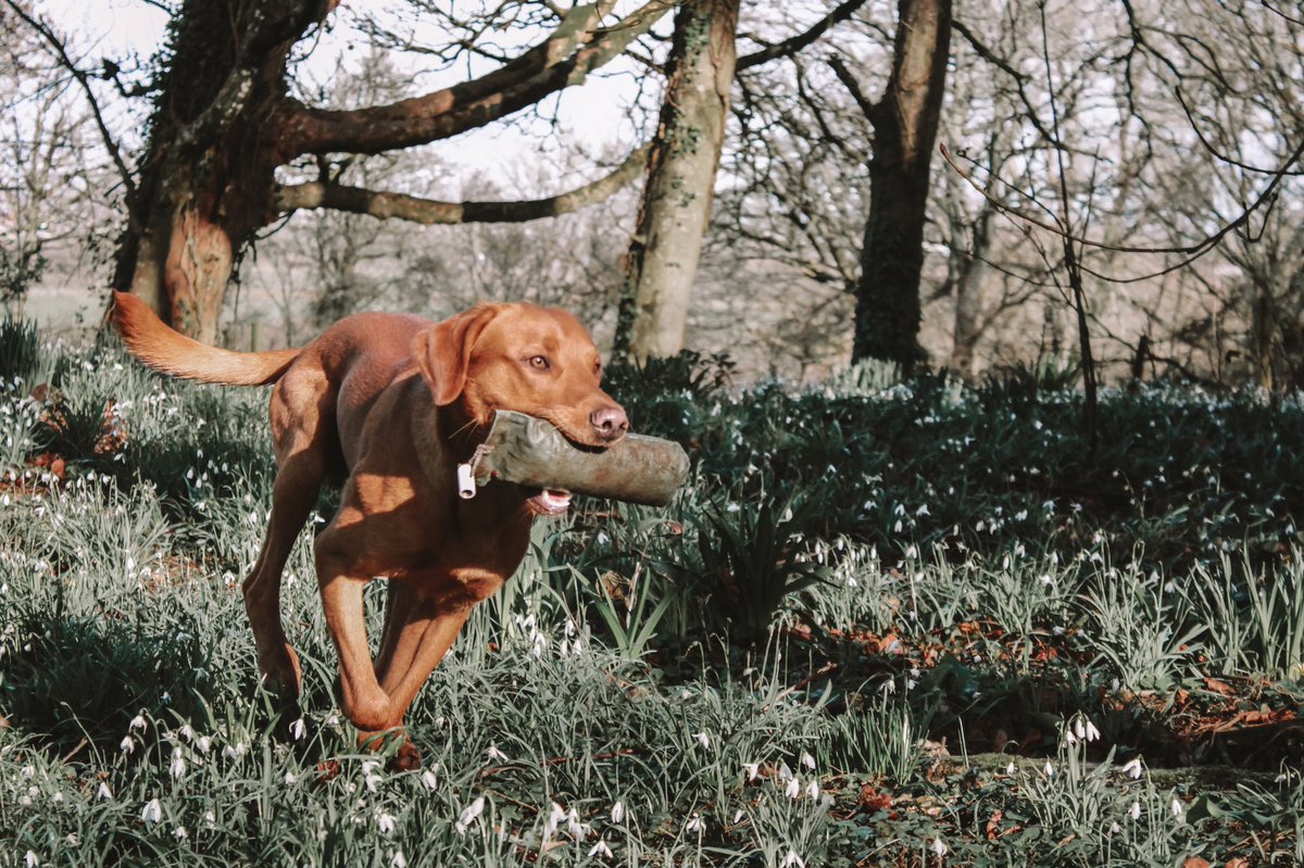 Bailey 🐾 tweet media