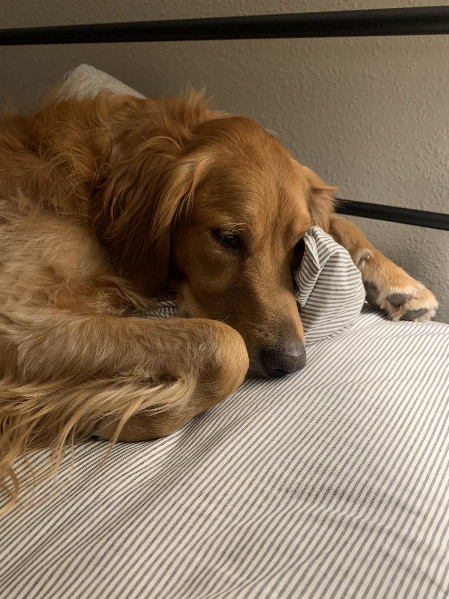 Mabel sleeping soundly (on my pillow) knowing we can see our friends post chronologically now 😌💛 #dogsoftwitter #twitterdogcommunity