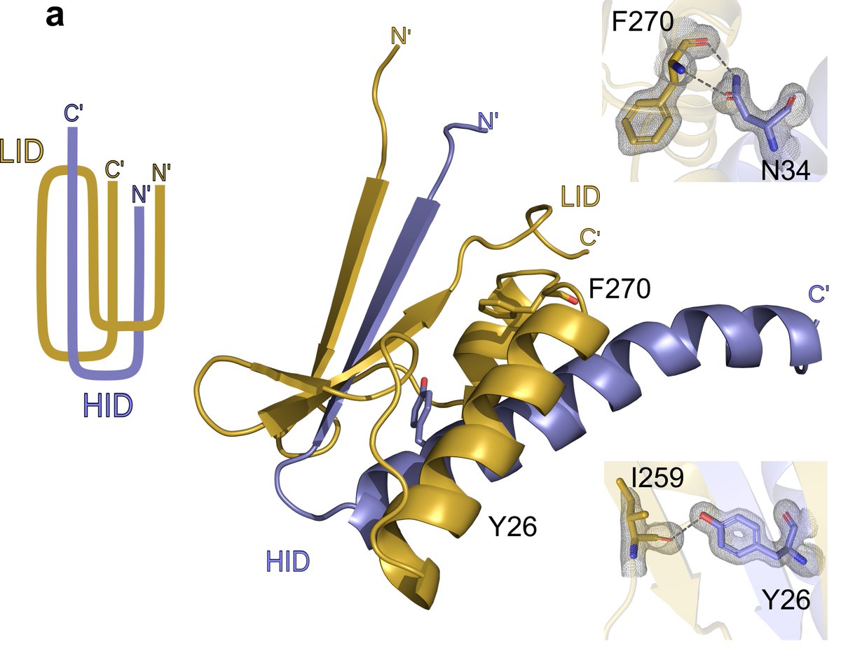 BugS_layers's tweet image. 2. the complex is maintained by an intricate “paperclip” motif by the interacting domains. #SlayerStructure #xraycrystallography #BugSlayer 4/n