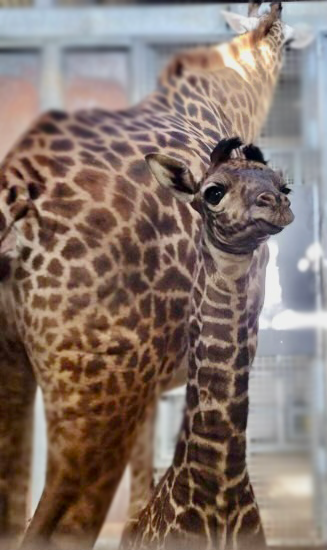 TheTorontoZoo's tweet photo. #LittleLongLegs has arrived 🍼🦒

Mstari gave birth to a healthy Masai giraffe calf at 9:00am on Thursday, February 24! Both mom and calf are doing well. 

WATCH her and mom Mstari: https://t.co/QC9AH1Bz3i https://t.co/H2poxQjK5k