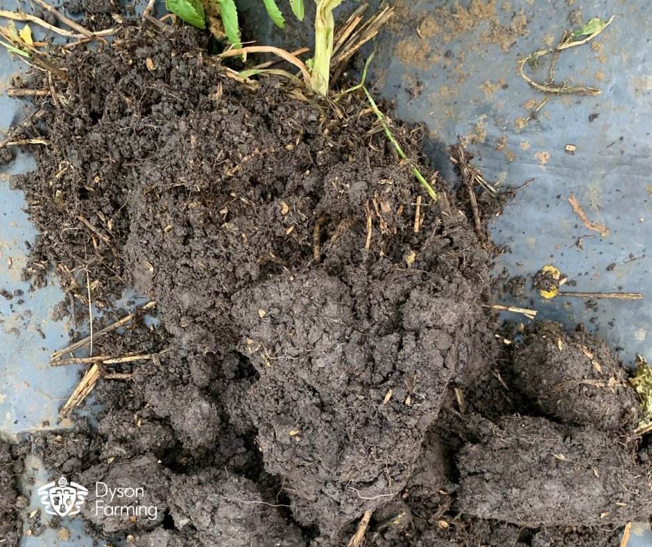 DysonFarming's tweet photo. We've discovered really encouraging effects on soil structure and condition with the oil radish cover crop.  When this reaches max vegetation it will be flailed and incorporated into the soil because #Soils #CoverCrops #Biofumigants #OilRadish #BritishFarming #Dyson #Farming https://t.co/PlIiNABOGU