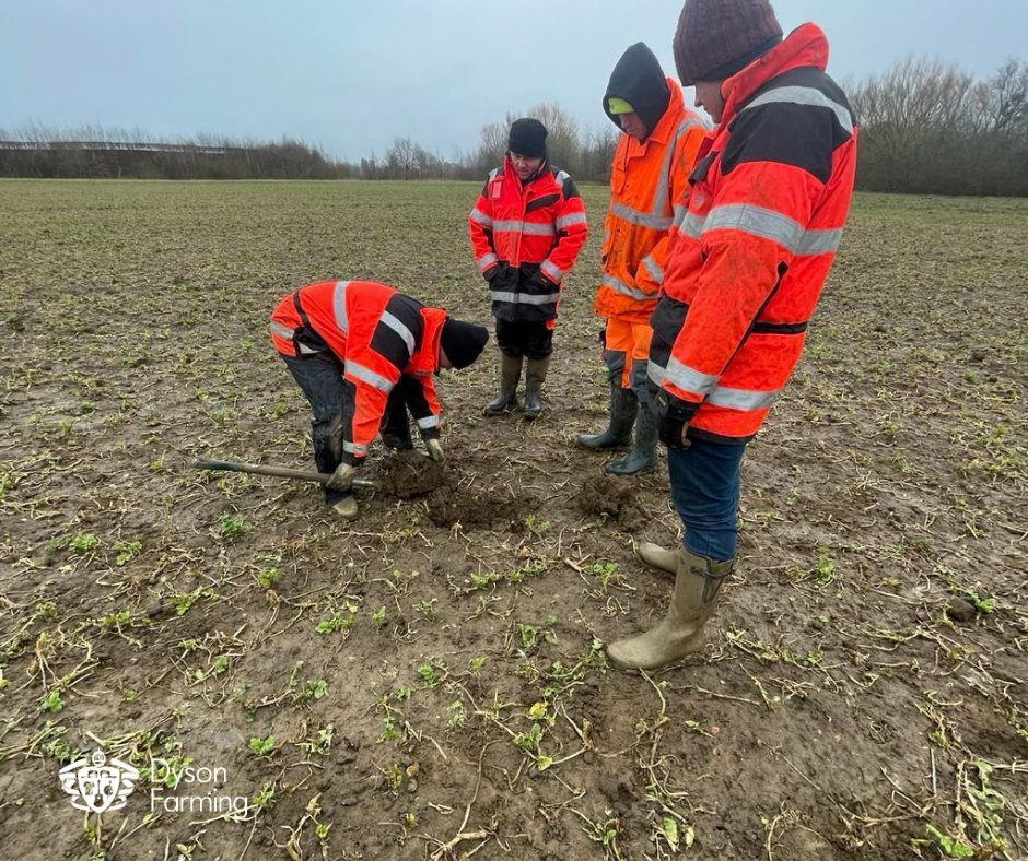 DysonFarming's tweet photo. We've discovered really encouraging effects on soil structure and condition with the oil radish cover crop.  When this reaches max vegetation it will be flailed and incorporated into the soil because #Soils #CoverCrops #Biofumigants #OilRadish #BritishFarming #Dyson #Farming https://t.co/PlIiNABOGU