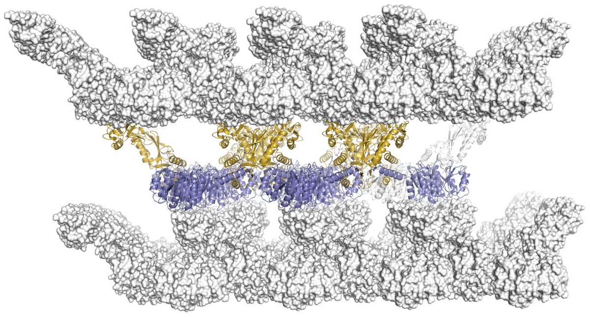 BugS_layers's tweet image. 3. The 3D crystals are made of stacks of 2D lattices of SlpA #xraycrystallography #SlayerStructure #BugSlayer 5/n