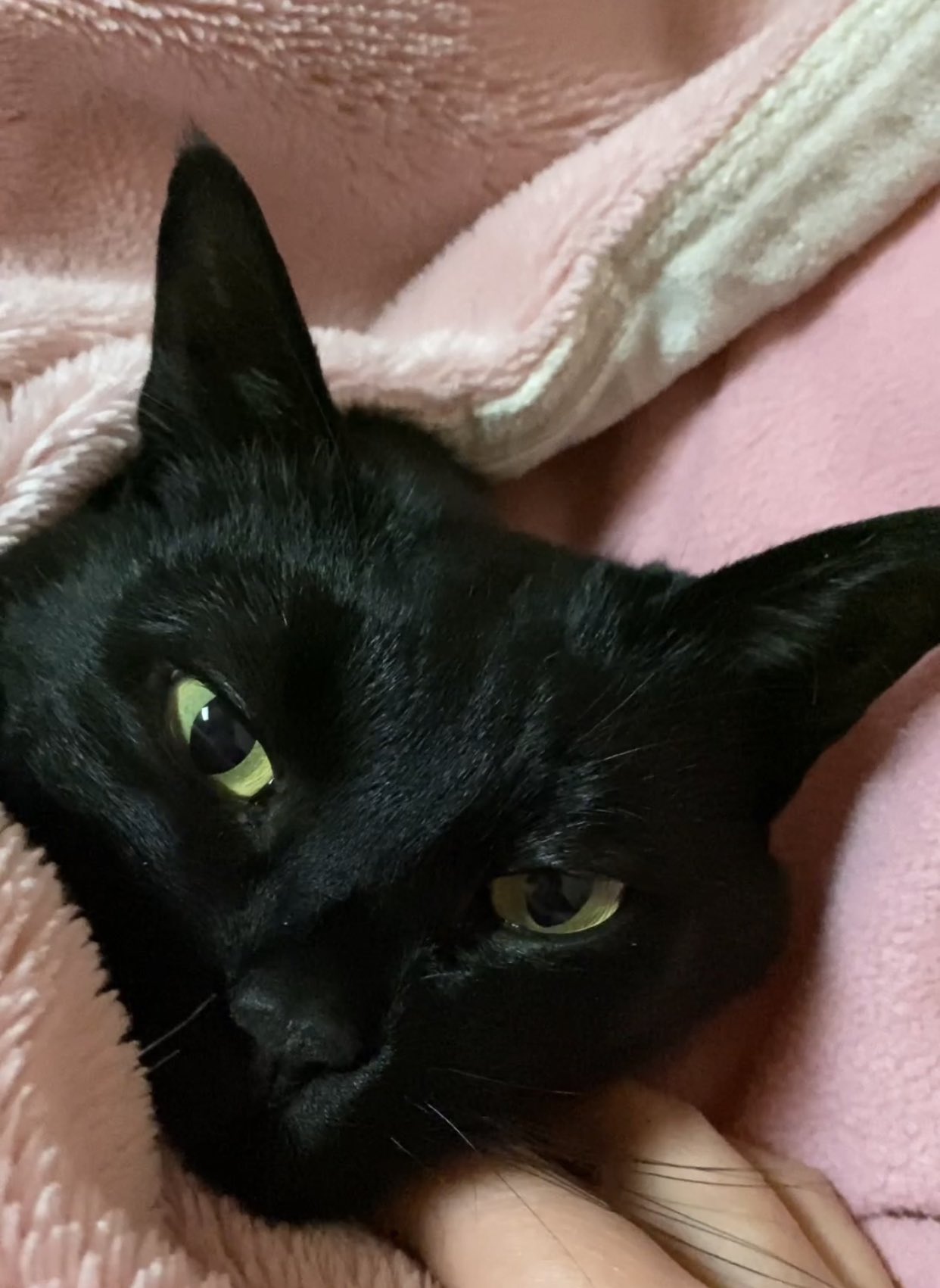 しえるねこ Cielcielciel3 Twitter