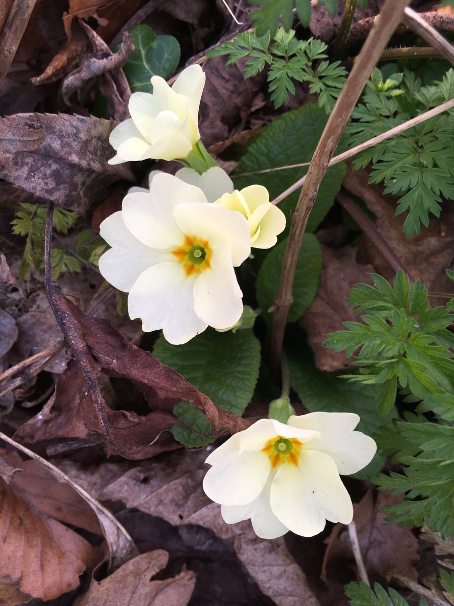 Little primrose poking through the leafmould path. So lovely. Sending hope and  best wishes this Friday morning. Xx #flowers #friday