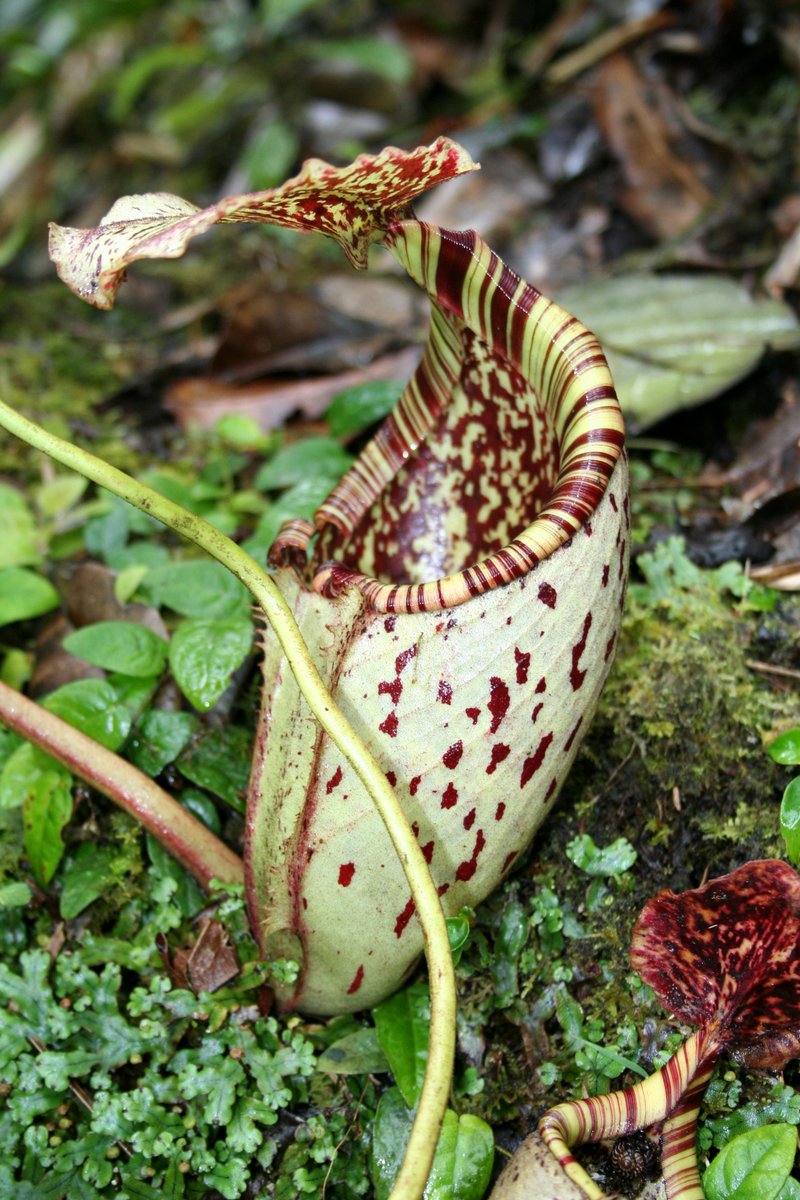 東洋トラベル 食虫植物は見たことないですが 実物はどんな感じなんでしょう Twitter
