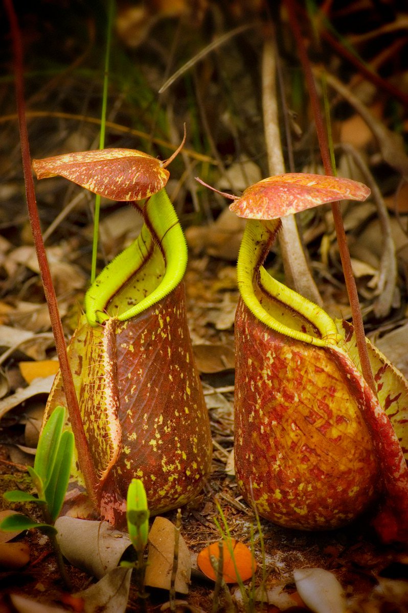 Tweets With Replies By ボルネオ保全トラスト ジャパン tjapan Twitter