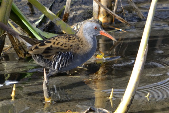 Here are two beauties you might see on a daily basis on the Gwent Levels - the elusive Cetti's warbler and the even more elusive water rail. But they're under constant threat from speculative development.  Join us to help protect them. gwentlevels.org.uk