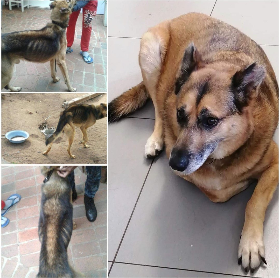 Hi BNS supPAWters,its been a while, but we are still here!We're busy saving animals,all with your help because part of your NFT purchase saves lives like Thunder here who now has a second chance.The Bilmis NFT is live for you to mint on Polygon-mint one and save a life! #NFT