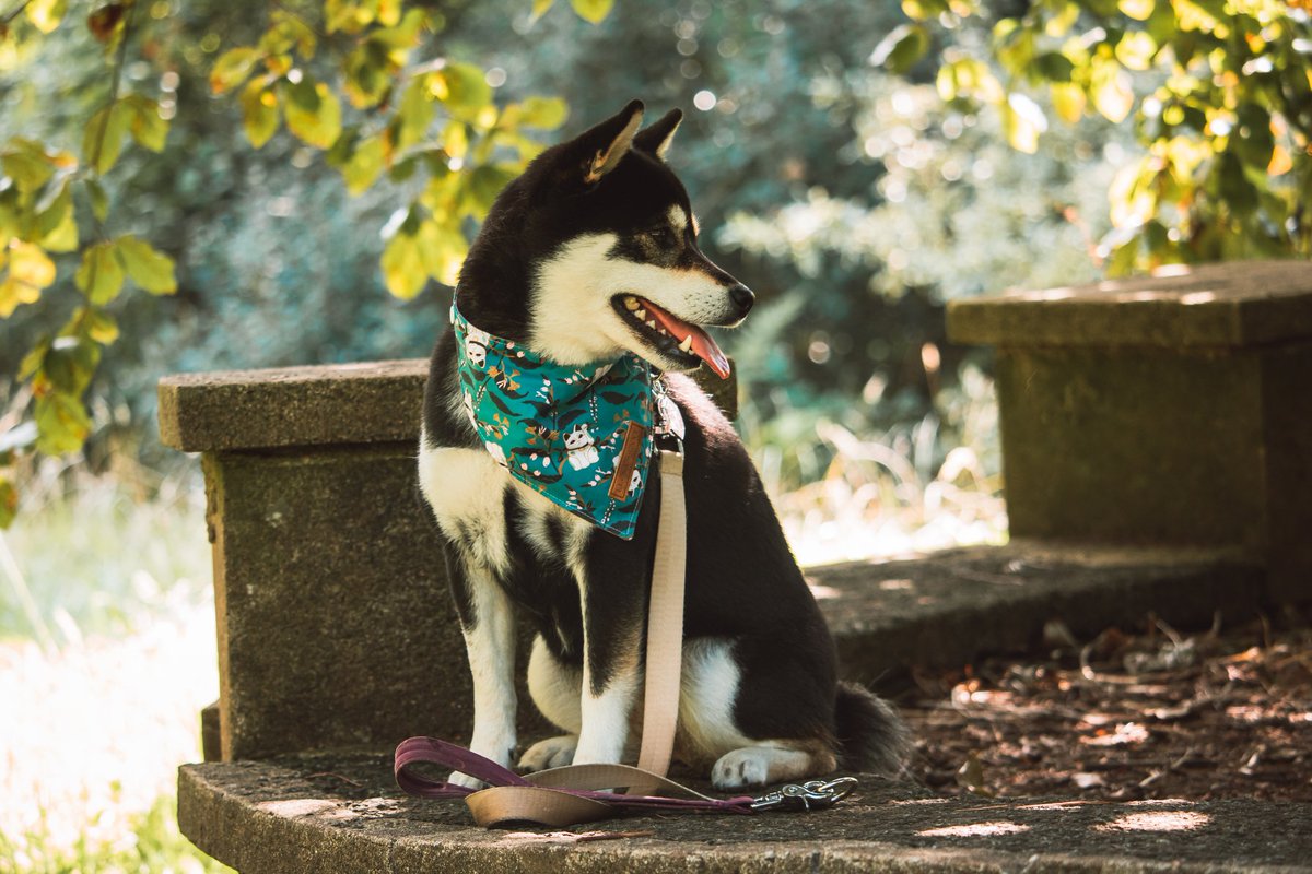 welshshibas's tweet photo. Happy 3rd Birthday Yui!
#yuitheshiba #doge https://t.co/CJmqJyxb18