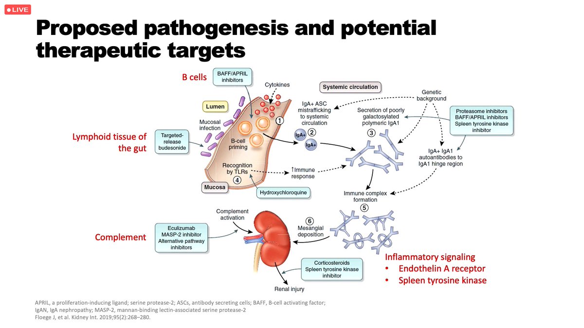 📢LIVE NOW: UPDATES ON IGA NEPHROPATHY #ISNWCN