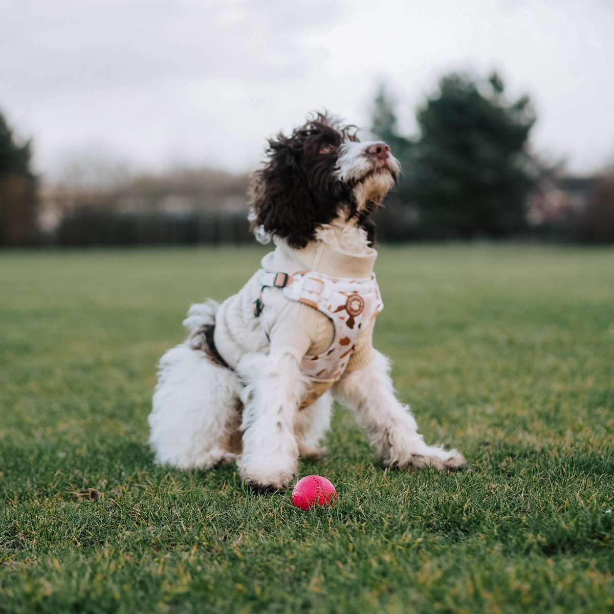 Hey, I'm Bertie the Sproodle. Proud rep of <a href="/TheNeutralDogCo/">The Neutral Dog Company</a> 🤍