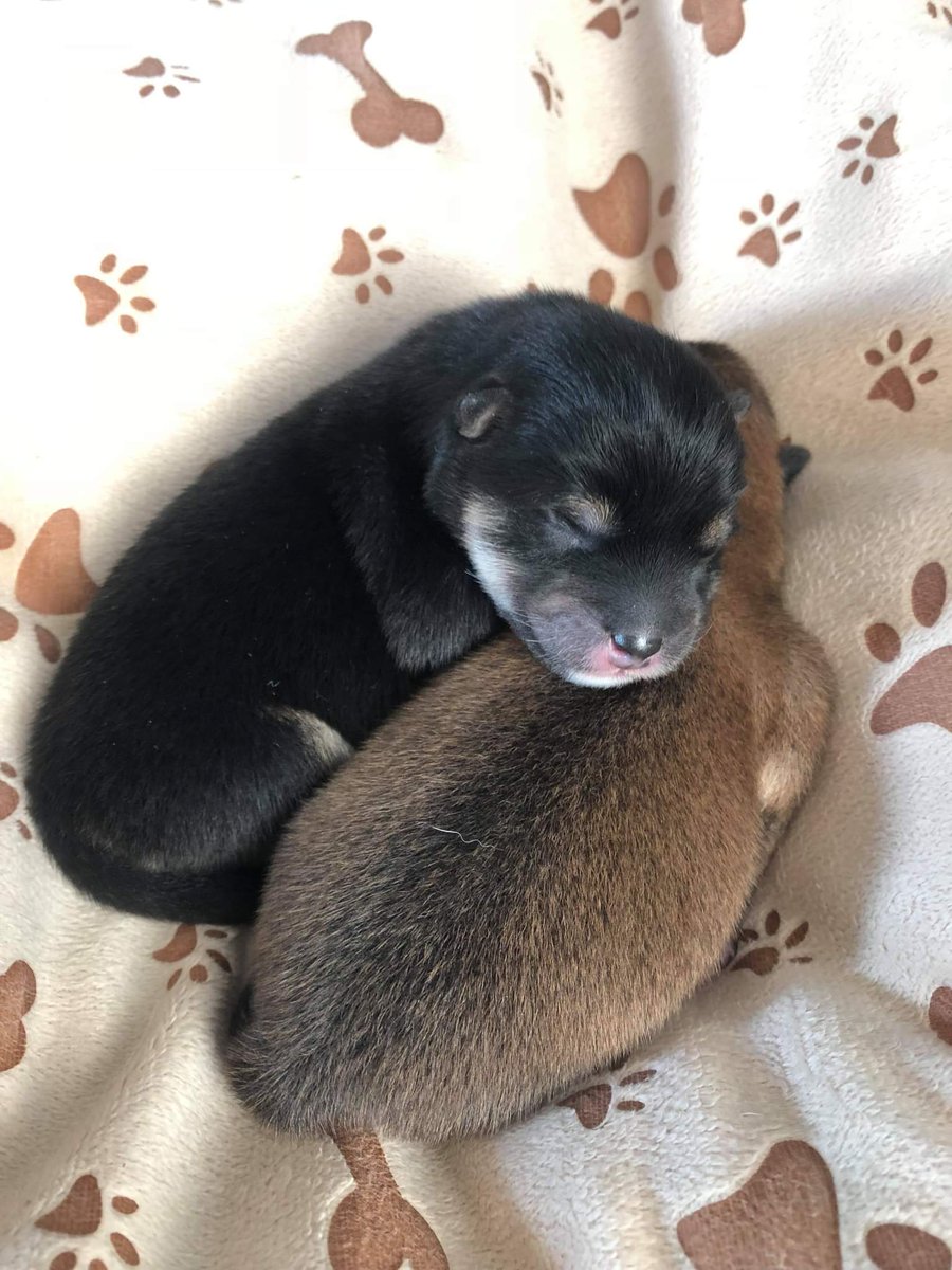 welshshibas's tweet photo. A flashback to when Yui was a smol potato https://t.co/xP693RRovZ