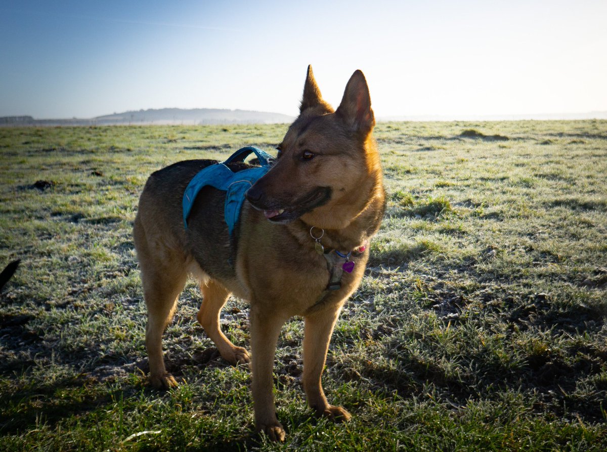 It is a GLORIOUS day out there today! Heck, I might even take the camera on today’s walk to get some new photos for the new #twitterdogcommunity #dogsoftwitter #gsdoftwitter #reactivedog #dogphotography