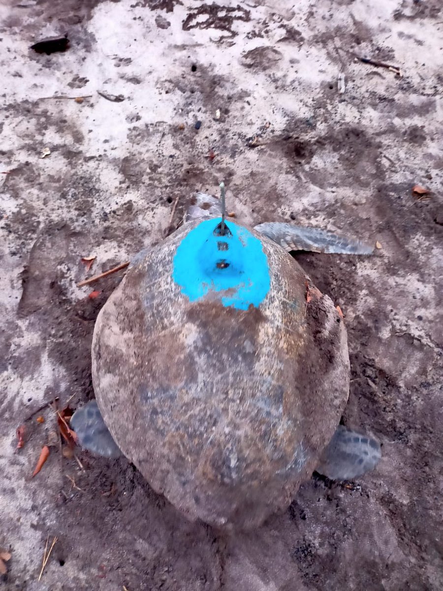 MangroveForest's tweet photo. The turtle ‘Savani’ tagged at Anjarle on 25th January has nested at Kelshi (adjacent shore) today. Earlier, the turtle has laid 87 eggs at Anjarle. It has laid 76 eggs at Kelshi.
(1/2)

https://t.co/eOVHPFYkVS
@vrtiwari1 @NeenuSomaraj @AdarshReddyIFS @MahaForest @AUThackeray https://t.co/MTDEu9PUpK