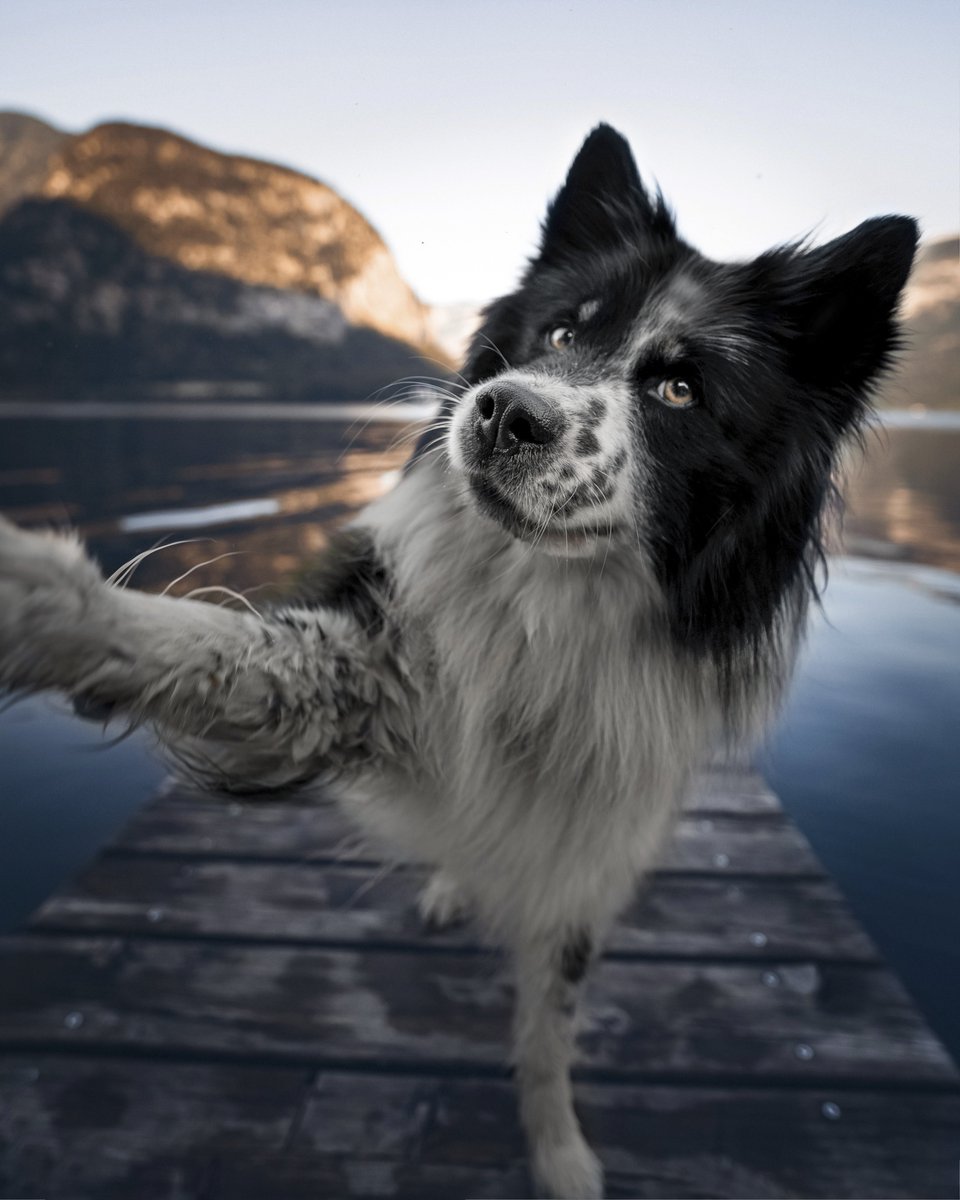 Hi Twitter 👋
#dogsoftwitter #twitterdogcommunity