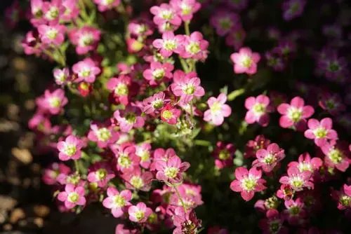 メリアルーム 土日祝いいねお休みです 豆知識 今日の誕生花 雲間草 くもまぐさ ヨーロッパ原産の 洋種を改良しています 細かく枝分かれしながら横に広がり こんもりとマット状に茂るのが特徴です 寒さには強いですが 暑さにとても