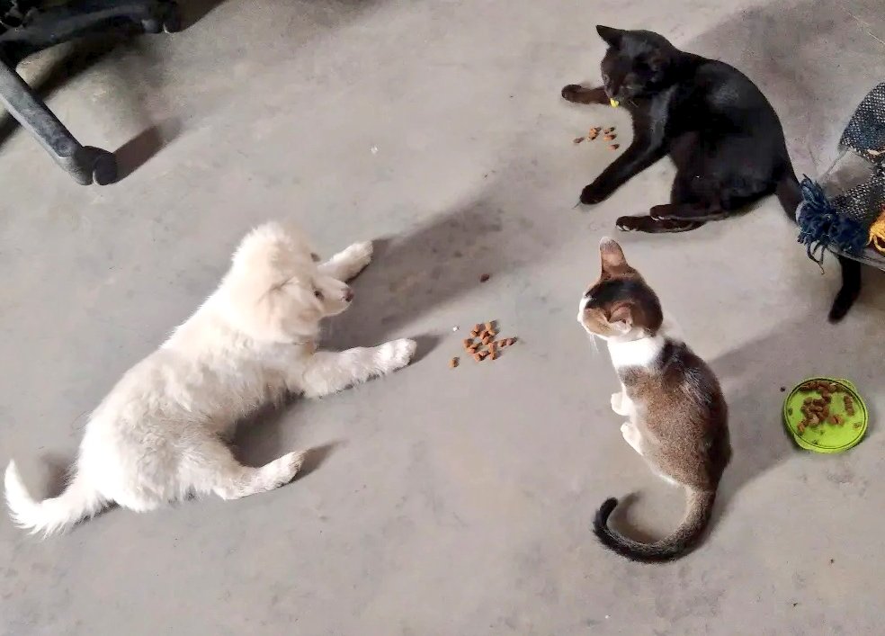 Tlankimi2's tweet photo. My three kids held a meeting this morning. Hmm i wonder what was the agenda 🤔 https://t.co/K2q4VvfMST