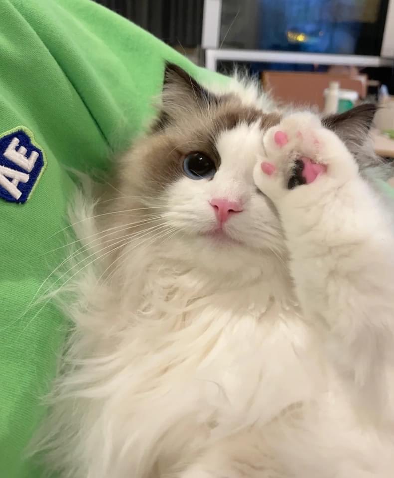 sexy meow meow 😻 #cats