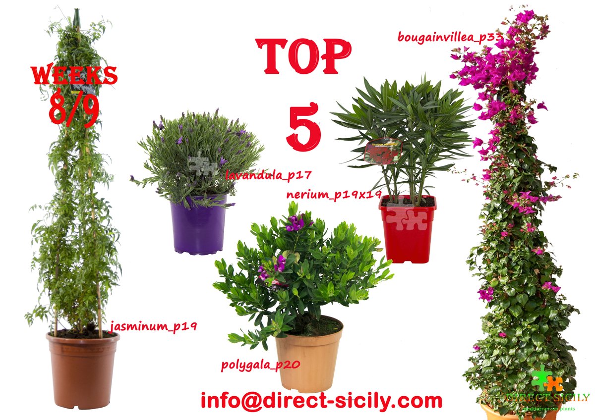 DIRECTSICILY's tweet photo. -->weeks-offers-->W8/9
-->weeks-top_plants
--->write an email to the address below for more informations !
#mediterraneanplants #directsicily #jasminum #lavandula #polygala #bougainvillea #polygala #neriumoleander #suntouch #sicilyplants https://t.co/nVSShKQmWq
