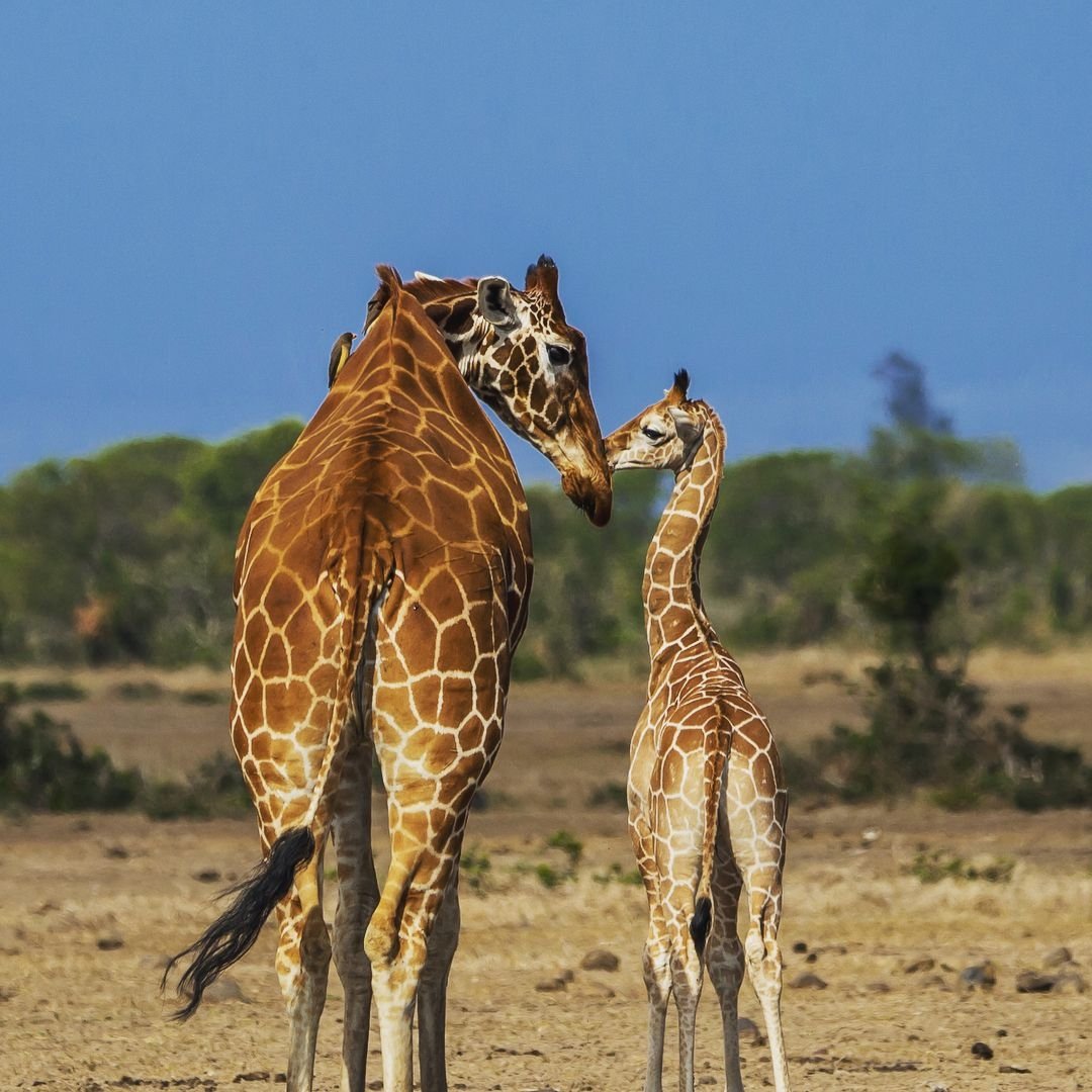 serenahotels's tweet photo. Cuteness overload at the waterhole in front of #SerenaSweetwaters ๐ https://t.co/8b2MCkRMVe