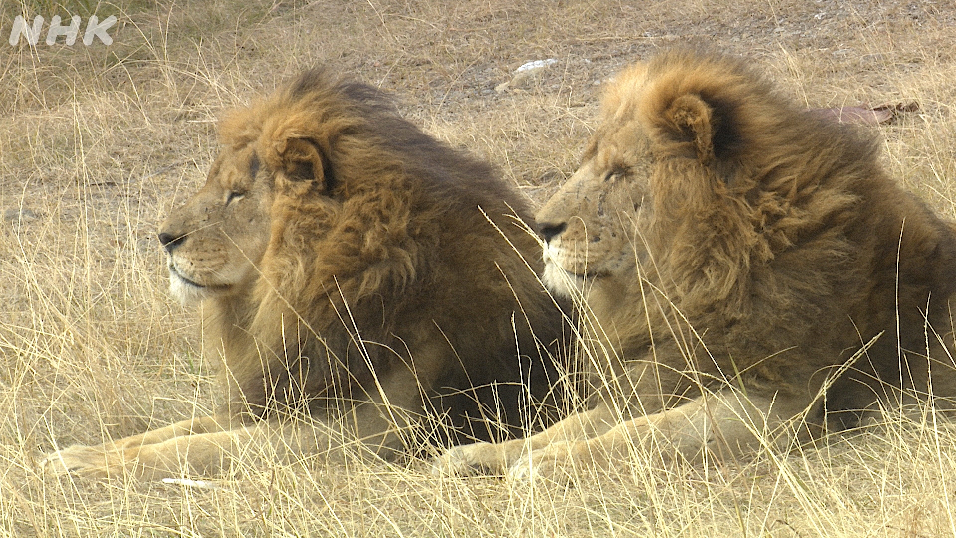 Nhk広報局 岩合さん流 動物園の歩き方 1か所あたりの滞在時間を10分は確保してほしい 和歌山の動物園でパンダ サイ カバ ペンギンなどなど いいzooだね 岩合光昭の動物園歩き 和歌山 26 土 午後6 00 Bsp Bs4k 予告動画も