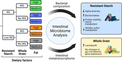 GMFHx's tweet photo. Not all dietary fibers work equal. @MariaLMarco &amp; colleagues studied in rats how resistant starch type 2 and whole grain maize flours enrich different intestinal bacteria -- diversity is the key! https://t.co/Tf3Vyo2u9l https://t.co/Xo2TZr4Hpf