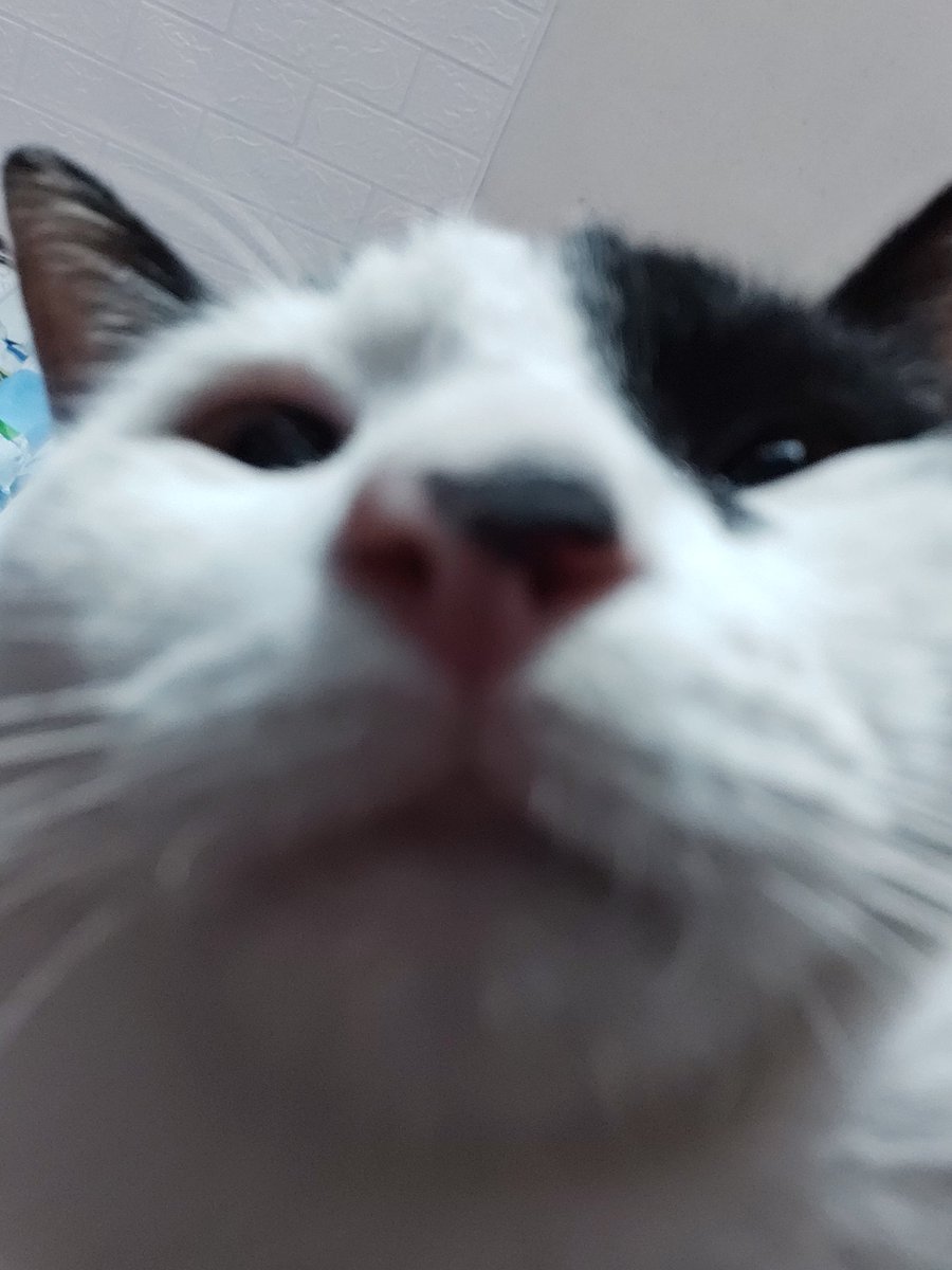 Minnie_Monnie_'s tweet photo. Pusa ko everytime na may bibisita sa bahay:
"Bakit mo ako tinatawag na mataba" https://t.co/FBKfWKV4J7