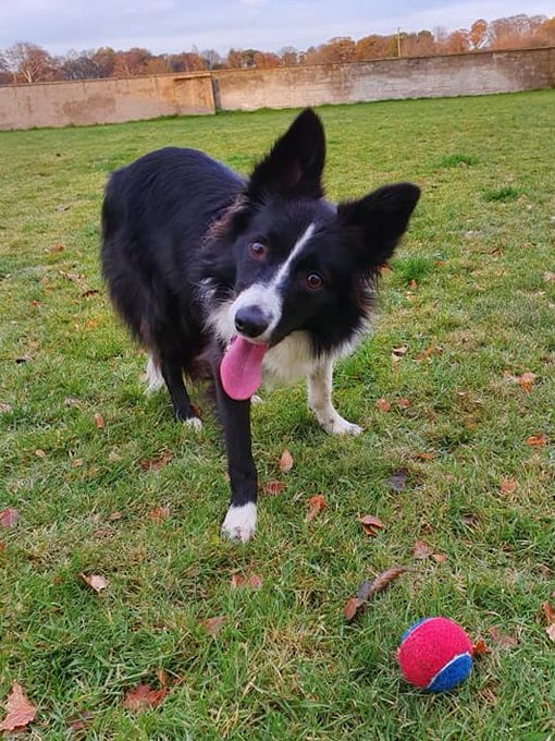 tennisballdog's tweet photo. The original #tennisballdog tragically died last night of heart failure too young. Mousa would want every pet to have a 🎾 today in her honour. Run free in spirit baby -I am so sorry mum wasn't there to say goodbye 🐾 https://t.co/Do4w7dtXBK