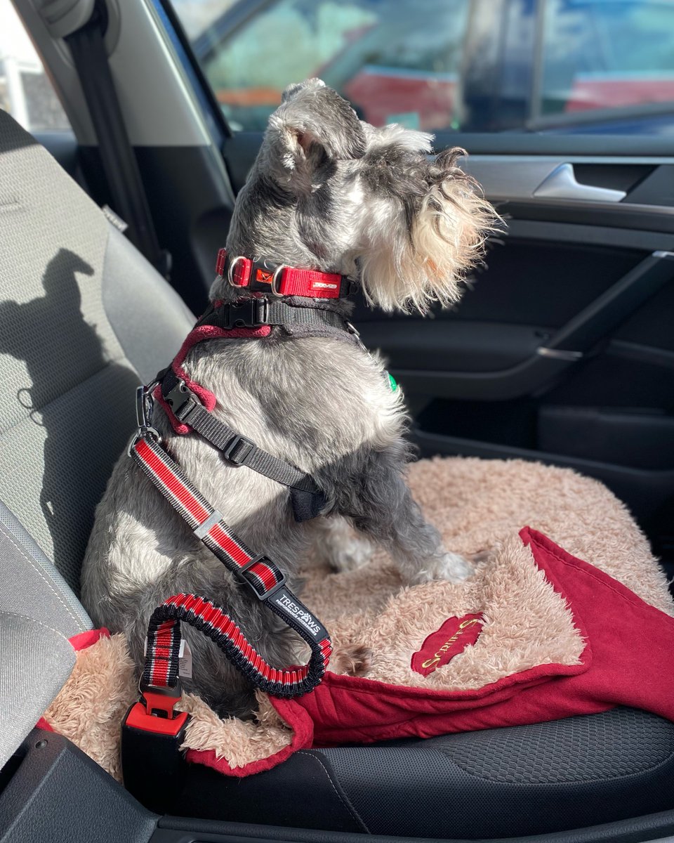 rocket_mini's tweet photo. Who’s coming on a trip!?!
Over to twitter 🤣

#twitterdogcommunity 
@polka_dot_loki #wejoineddogsoftwitter https://t.co/kqPiqNmBMK