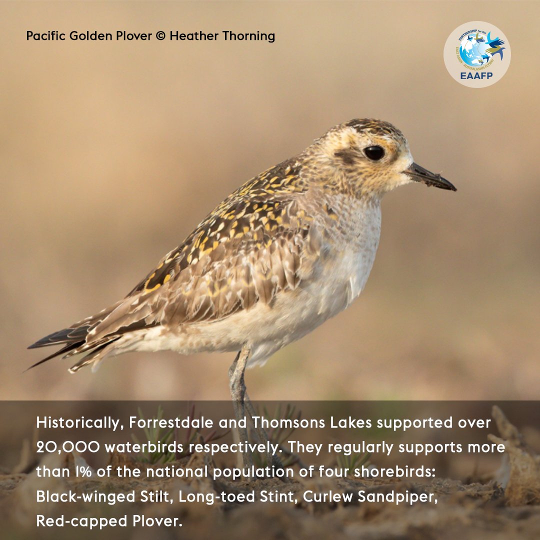 EAAFP's tweet photo. 🙌 We are back in Australia for this week’s #FridayNetworkSite Forrestdale and Thomsons Lake (#EAAF017)! This site is one of few known breeding sites for Baillon's Crake. https://t.co/fw6BTu6dtx https://t.co/6yIl6yVOck