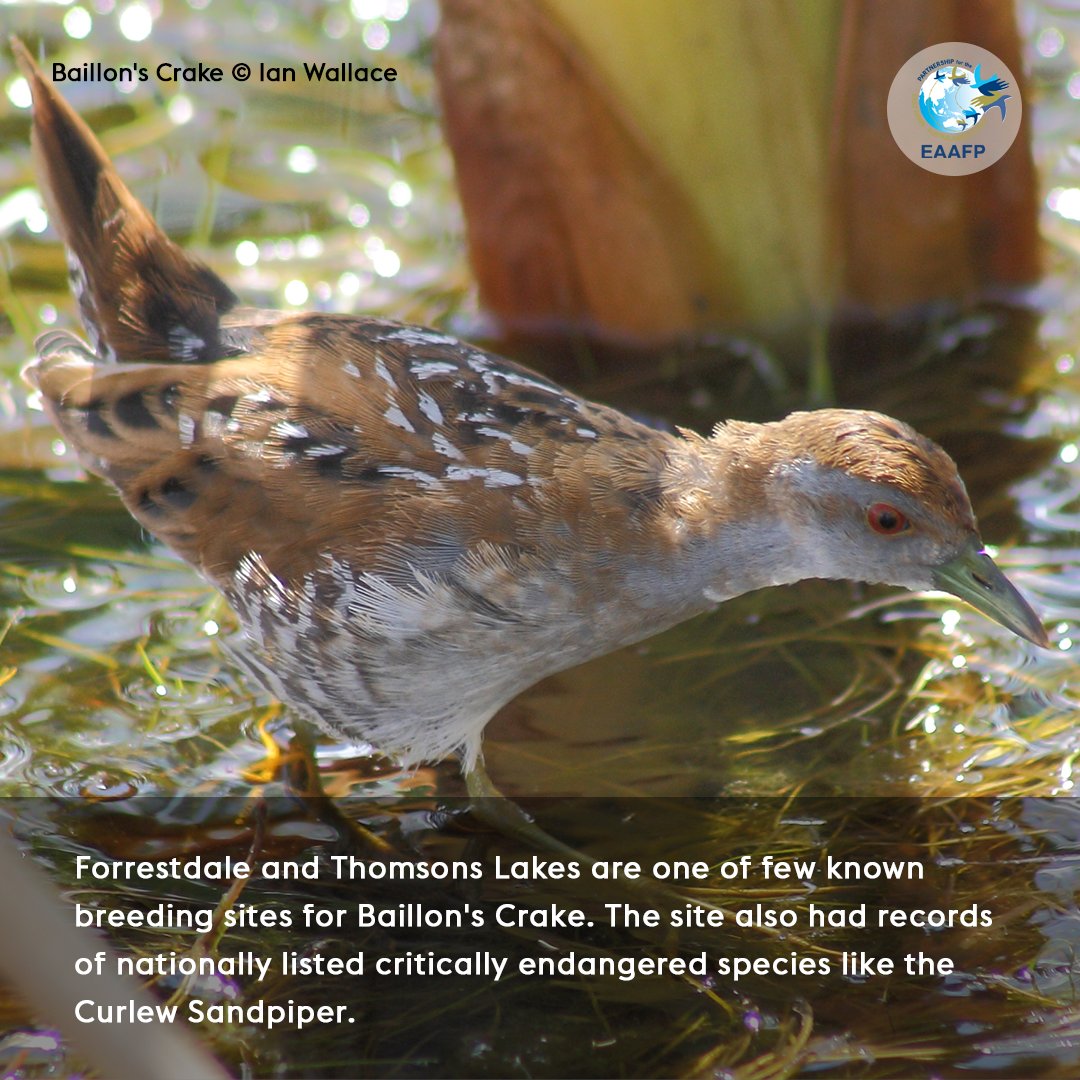 EAAFP's tweet photo. 🙌 We are back in Australia for this week’s #FridayNetworkSite Forrestdale and Thomsons Lake (#EAAF017)! This site is one of few known breeding sites for Baillon's Crake. https://t.co/fw6BTu6dtx https://t.co/6yIl6yVOck
