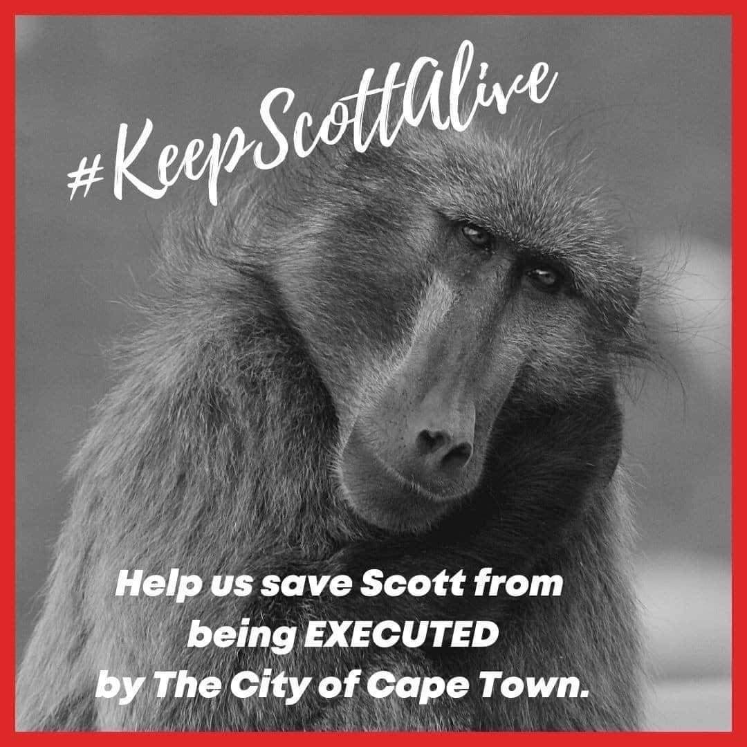 allcapetown's tweet photo. #KeepScottAlive We are calling you to ACTION. Please RT and sign the petition https://t.co/q0xL1SmQGt to save Scott. We need your help @geordinhl
@TableMountainNP  @CapeNature1 @NSPCA_SA @CityofCT

#KeepScottAlive 
#JusticeForAllBaboons
#katazastroop
#BaboonSolutions https://t.co/qP9zCbvMcj