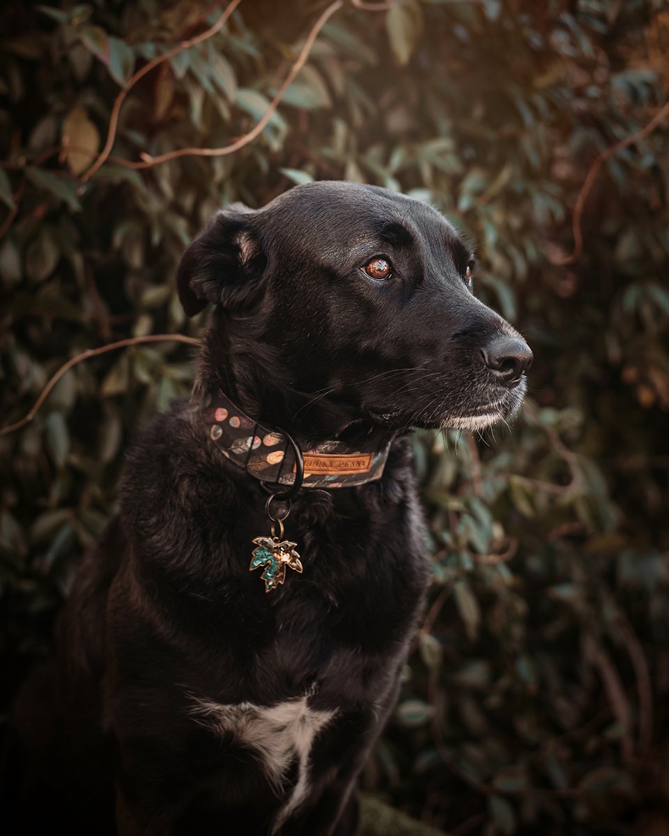 hello #twitterdogcommunity this is Juno, our CEO