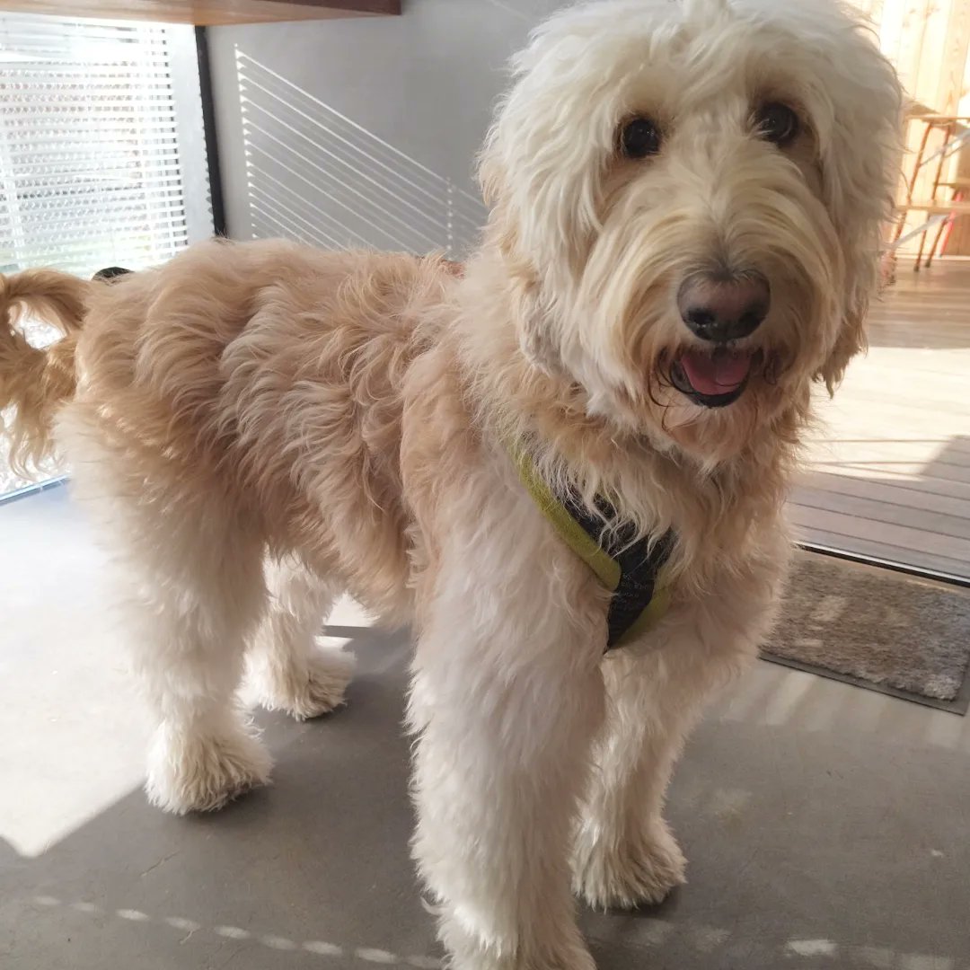 ルイボスとスモア にこっ ゴールデンドゥードルのルイボスです 犬好きさんと繋がりたい 犬のいる生活 可愛いと思ったらrt ペット ゴールデンレトリバー バーニーズマウンテンドッグ ミックス犬 Youtube始めました チャンネル登録お願いします